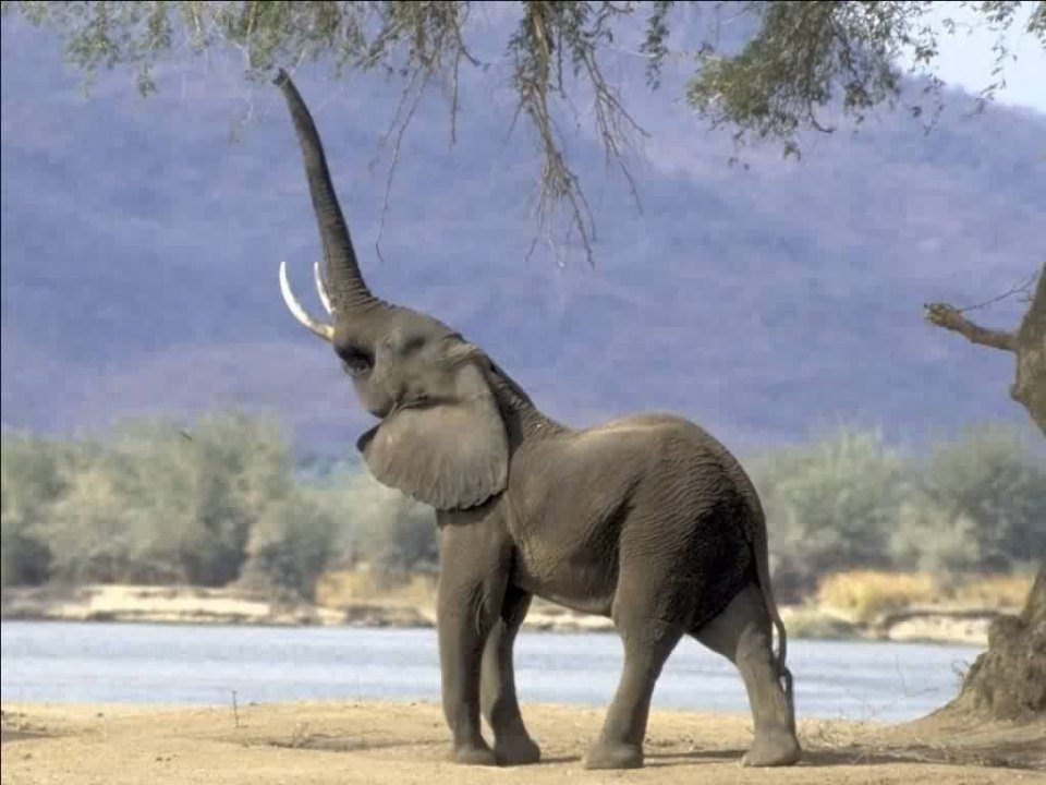 elephant.jpg