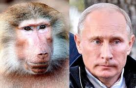 PutinBaboon.jpg