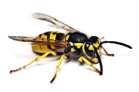 wasp.jpg